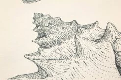 Ferm LIVING Tapete Shells Cremeweiss -Wallpaper From The 70s Geschäft 420253 B Shells 2880x1440