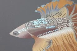 Tapete Servatius Dunkelgrau -Wallpaper From The 70s Geschäft 462341 B Servatius 2880x1440