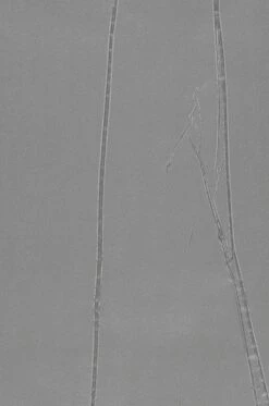 Tapete Big Crush 03 Grau -Wallpaper From The 70s Geschäft 863223 B Big Crush 03 2880x1440